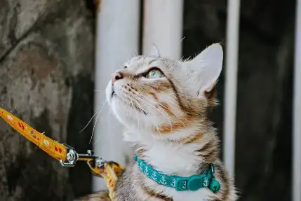 cat leash travel