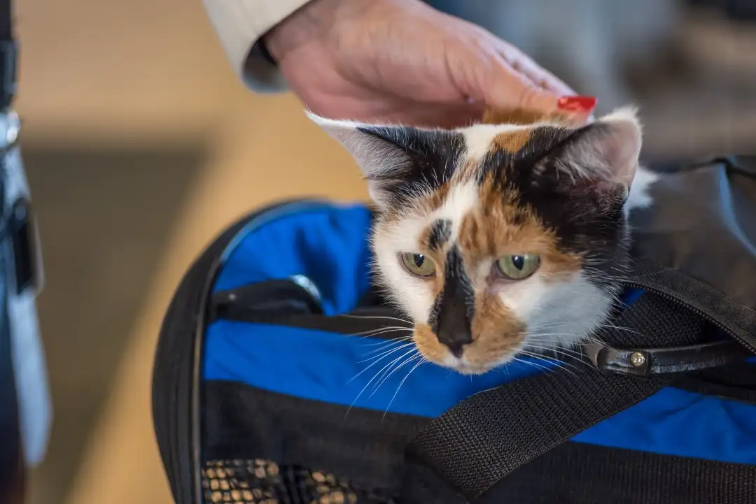 woman-traveling-with-cat-in-carrier-2023