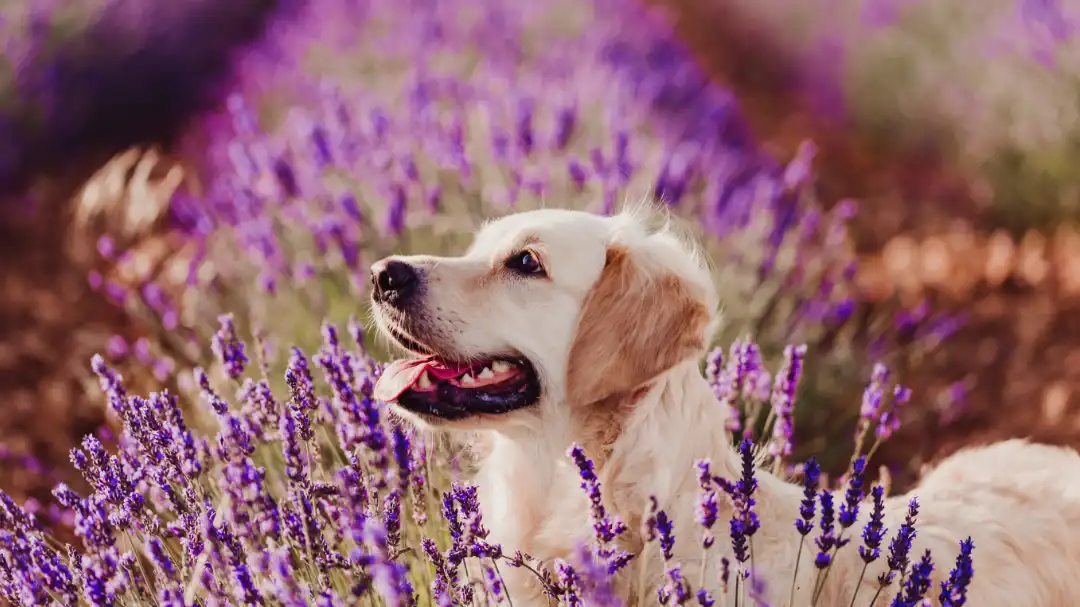 happy-Labrador-dog-in-lavender-field