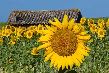 South of france motorhome sunflowers