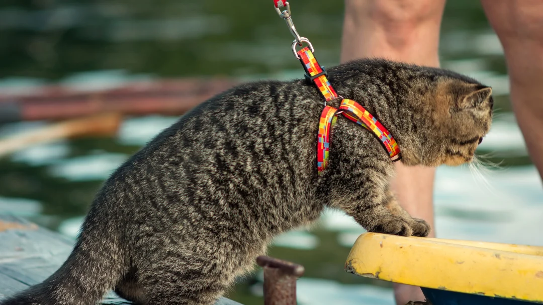 cute-tabby-on-lease-getting-on-boat