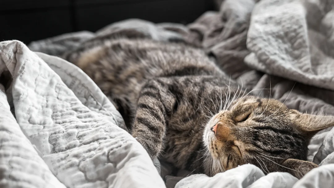 cute-tabby-sleeping-in-bed