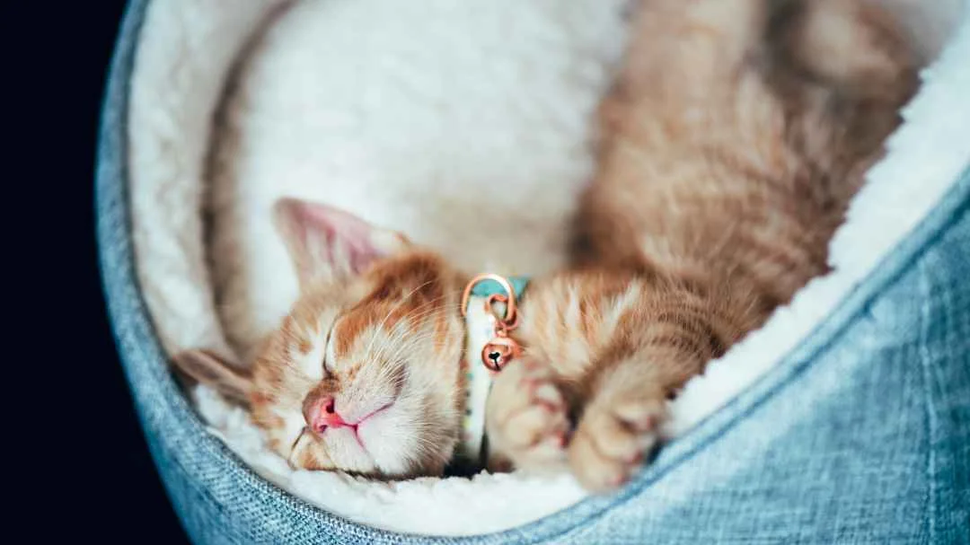 kitten-relaxing-in-a-comfortable-blue-cat-bed