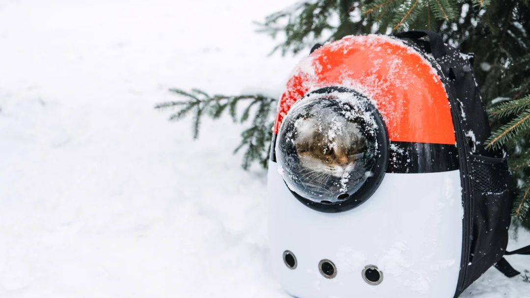 little-cat-in-a-space-backpack-in-the-snow